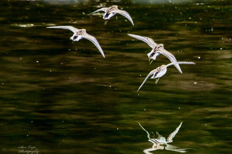 Least Sandpipers in Flight II by stanlupo (Thanks for 4,000,000 views) is licensed under CC BY-NC-ND 2.0.
